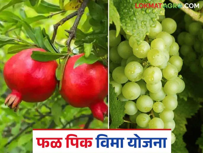 Provide insurance coverage to fruit crops in the dry season through the weather-based fruit crop insurance scheme | हवामान आधारित फळपिक विमा योजनेतून मृग बहारातील फळपिकांना द्या विम्याचे संरक्षण Provide insurance coverage to fruit crops in the dry season through the weather-based fruit crop insurance scheme | हवामान आधारित फळपिक विमा योजनेतून मृग बहारातील फळपिकांना द्या विम्याचे संरक्षण