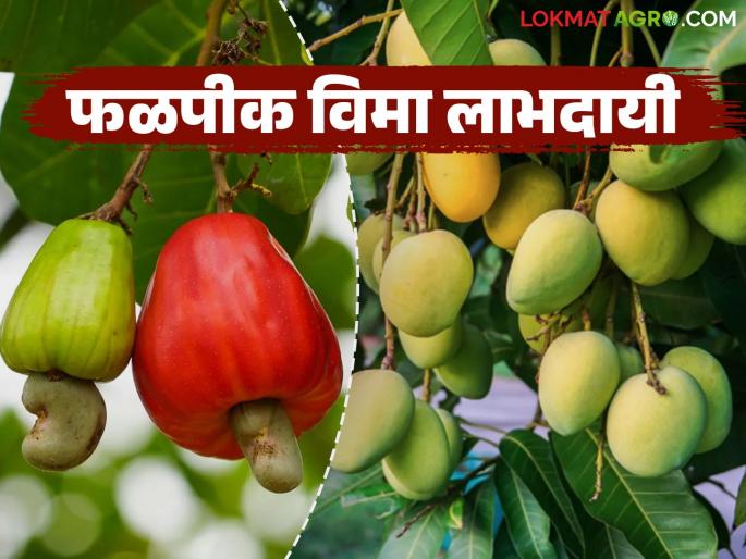 Farmers are benefiting from the fruit crop scheme; The number of people taking out insurance has increased this year | फळपीक योजनेचा शेतकऱ्यांना होतोय लाभ; यंदा विमा उतरविणाऱ्यांची संख्या वाढली Farmers are benefiting from the fruit crop scheme; The number of people taking out insurance has increased this year | फळपीक योजनेचा शेतकऱ्यांना होतोय लाभ; यंदा विमा उतरविणाऱ्यांची संख्या वाढली