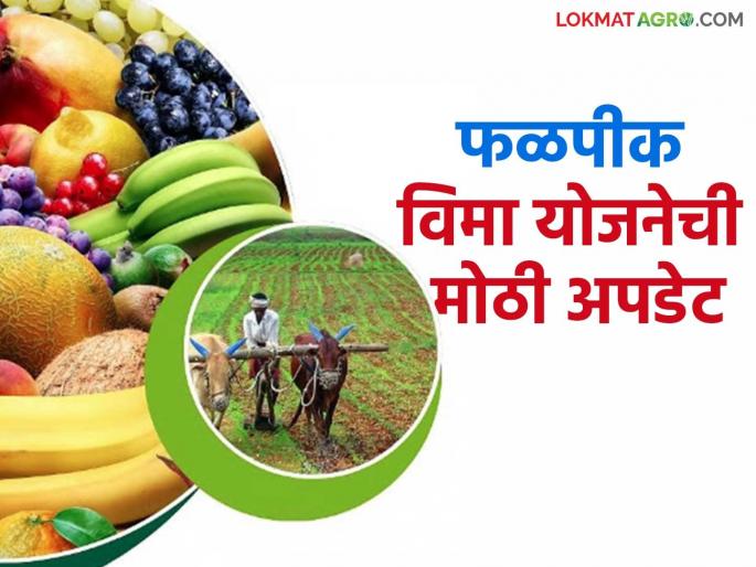 Applying for fruit crop insurance? Do these two things, otherwise the application may be canceled | फळपीक विम्यासाठी अर्ज करताय? ह्या दोन गोष्टी करा नाहीतर अर्ज होऊ शकतो रद्द Applying for fruit crop insurance? Do these two things, otherwise the application may be canceled | फळपीक विम्यासाठी अर्ज करताय? ह्या दोन गोष्टी करा नाहीतर अर्ज होऊ शकतो रद्द