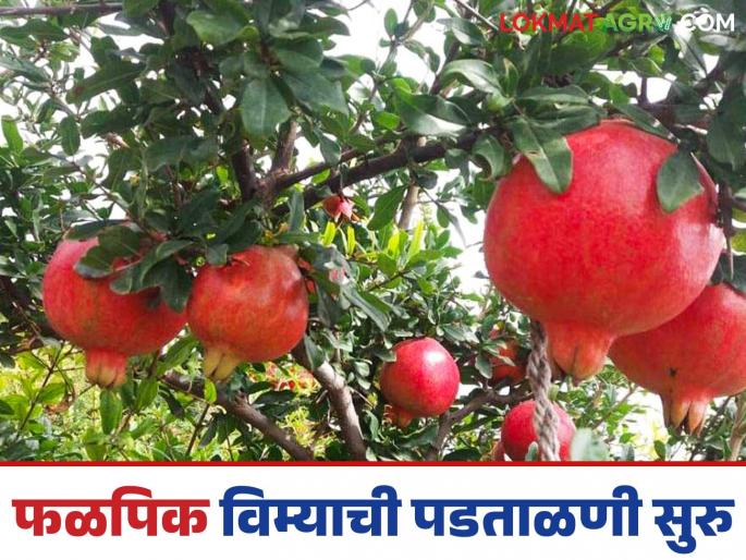 Verification of farmers participating in Ambia Bahar Fruit Crop Insurance Scheme; Inspection teams on the farm bund | आंबिया बहार फळपीक विमा योजनेतील सहभागी शेतकऱ्यांची पडताळणी; तपासणी पथके बांधावर