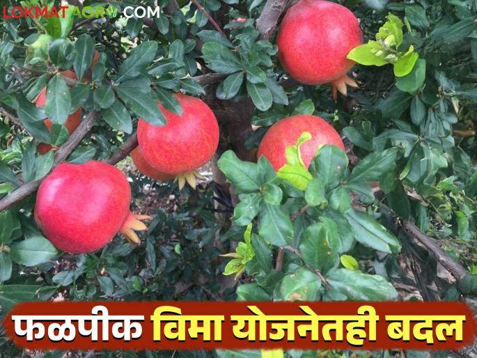 Changes in weather based fruit crop insurance scheme; now only these farmers will get compensation | हवामान आधारीत फळपीक विमा योजनेतही बदल; आता या शेतकऱ्यांनाच मिळणार नुकसानभरपाई Changes in weather based fruit crop insurance scheme; now only these farmers will get compensation | हवामान आधारीत फळपीक विमा योजनेतही बदल; आता या शेतकऱ्यांनाच मिळणार नुकसानभरपाई