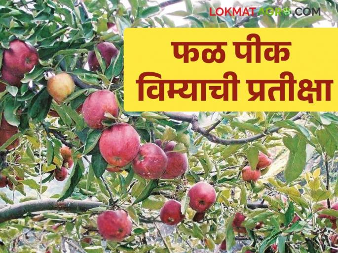 Latest News Amravati district farmers waiting for fruit crop insurance, read details | Fal Pik Vima : अजूनही फळ पीक विमा मिळाला नाही, 'या' जिल्ह्यातील शेतकरी प्रतीक्षेत, वाचा सविस्तर  Latest News Amravati district farmers waiting for fruit crop insurance, read details | Fal Pik Vima : अजूनही फळ पीक विमा मिळाला नाही, 'या' जिल्ह्यातील शेतकरी प्रतीक्षेत, वाचा सविस्तर