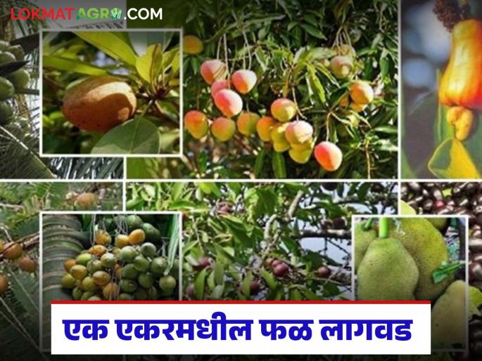 Latest News Fal bag Lagvad how many fruit trees can be planted in one acre of land | शेतकऱ्यांनो, एक एकर शेतात किती फळझाडे लावता येतील? जाणून घ्या सविस्तर Latest News Fal bag Lagvad how many fruit trees can be planted in one acre of land | शेतकऱ्यांनो, एक एकर शेतात किती फळझाडे लावता येतील? जाणून घ्या सविस्तर