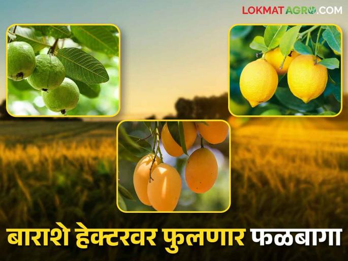 Under the Mahatma Gandhi Employment Guarantee Scheme, orchards of various fruits will flourish on twelve hundred hectares | महात्मा गांधी रोजगार हमी योजनेंतर्गत बाराशे हेक्टरवर फुलणार विविध फळांच्या फळबागा Under the Mahatma Gandhi Employment Guarantee Scheme, orchards of various fruits will flourish on twelve hundred hectares | महात्मा गांधी रोजगार हमी योजनेंतर्गत बाराशे हेक्टरवर फुलणार विविध फळांच्या फळबागा