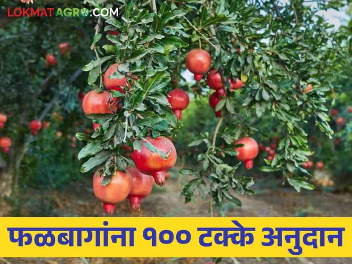Apply for 100 percent subsidy for fruit orchard cultivation through this portal | फळबाग लागवडीसाठी मिळतंय १०० टक्के अनुदान करा या पोर्टलवरून अर्ज Apply for 100 percent subsidy for fruit orchard cultivation through this portal | फळबाग लागवडीसाठी मिळतंय १०० टक्के अनुदान करा या पोर्टलवरून अर्ज