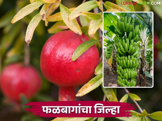 This dryland district is the leader in orchards in the state; The area under cultivation is over three thousand hectares | राज्यात हा कोरडवाहू जिल्हा फळबागांत अग्रेसर; लागवड क्षेत्र पोहचले तीन हजार हेक्टरवर This dryland district is the leader in orchards in the state; The area under cultivation is over three thousand hectares | राज्यात हा कोरडवाहू जिल्हा फळबागांत अग्रेसर; लागवड क्षेत्र पोहचले तीन हजार हेक्टरवर