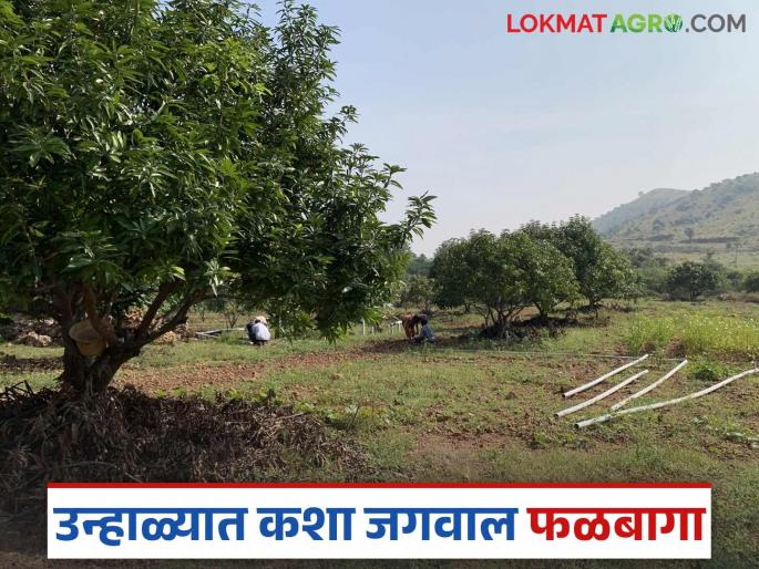 Follow these five simple steps to keep your fruit orchard alive in summer; Read in detail | उन्हाळ्यात फळबागा जिवंत ठेवण्यासाठी करा हे सोपे पाच उपाय; वाचा सविस्तर Follow these five simple steps to keep your fruit orchard alive in summer; Read in detail | उन्हाळ्यात फळबागा जिवंत ठेवण्यासाठी करा हे सोपे पाच उपाय; वाचा सविस्तर