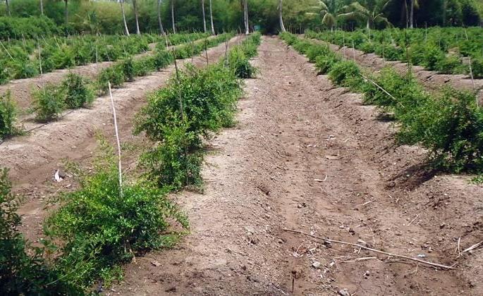 Ratnagiri: Not being a Regional Forest Officer, due to the failure of Horticulture plantation | रत्नागिरी : विभागीय वन अधिकारीच नसल्याने फळबाग लागवडीला फटका Ratnagiri: Not being a Regional Forest Officer, due to the failure of Horticulture plantation | रत्नागिरी : विभागीय वन अधिकारीच नसल्याने फळबाग लागवडीला फटका