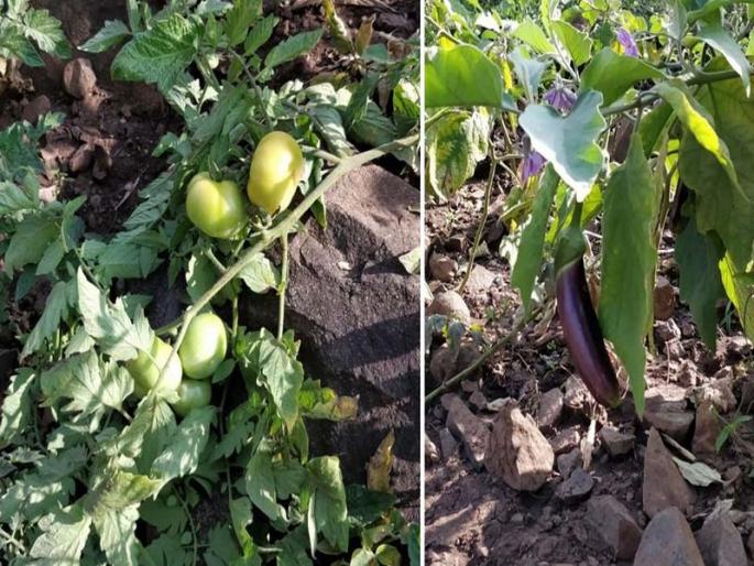 Flora Horticulture | ओसाड डोंगरात फुलवली फळबाग Flora Horticulture | ओसाड डोंगरात फुलवली फळबाग