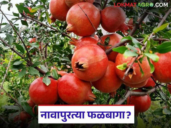 Phalabaga lagavada : Fruit crop cultivation has decreased in Western Varhad; Read the reason in detail | Phalabaga lagavada : पश्चिम वऱ्हाडात फळपिकांची लागवड घटली; काय आहे कारण वाचा सविस्तर