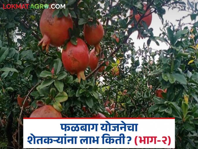 latest news Falbaga Yojana: When will the time for orchard cultivation begin in 'this' district? Read in detail | Falbaga Yojana: 'या' जिल्ह्यात फळबाग लागवडीचा मुहूर्त कधी निघणार? वाचा सविस्तर
