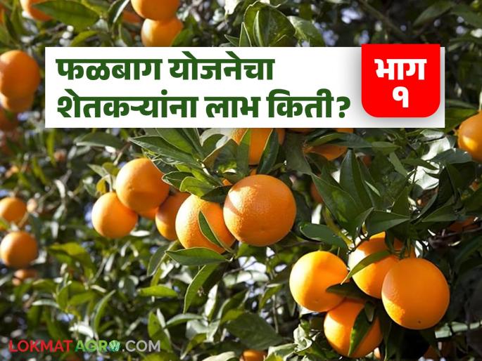 latest news Falbaga Yojana: The sweetness of the Falbaga Yojana; 350 crores directly in the account of farmers! Read in detail | Falbaga Yojana: फळबाग योजनेचा गोडवा; शेतकऱ्यांच्या खात्यात थेट ३५० कोटी! वाचा सविस्तर