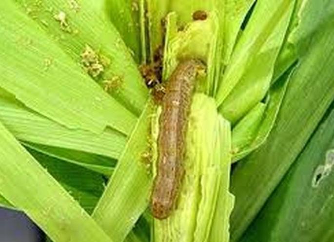 Fall army worm attacks maize crop | ‘लष्करी’ने केला मका पिकावर हल्ला; ज्वारी, बाजरीलाही धोका?