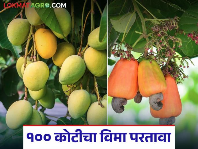 100 crores of fruit crop insurance refund for 'this' district of the state; Money deposited directly into farmers' accounts | राज्यातील 'या' जिल्ह्यासाठी फळपीक विमा परताव्याचे १०० कोटी; थेट शेतकऱ्यांच्या खात्यावर पैसे जमा 100 crores of fruit crop insurance refund for 'this' district of the state; Money deposited directly into farmers' accounts | राज्यातील 'या' जिल्ह्यासाठी फळपीक विमा परताव्याचे १०० कोटी; थेट शेतकऱ्यांच्या खात्यावर पैसे जमा