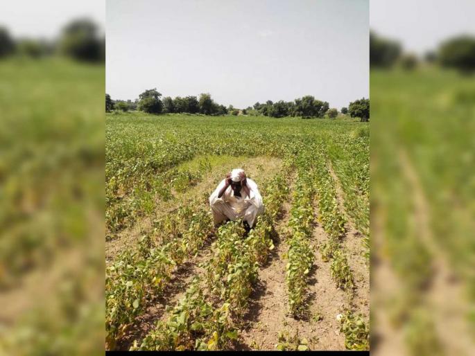 Amravati revenue division have drawn the seasonal observations for the Kharip season 2023-24. | अमरावती विभागातील ७२३९ गावांतील खरिपाचा नजरअंदाज जाहीर Amravati revenue division have drawn the seasonal observations for the Kharip season 2023-24. | अमरावती विभागातील ७२३९ गावांतील खरिपाचा नजरअंदाज जाहीर