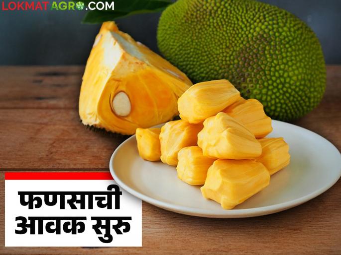 Jackfruit is in high demand in the markets on Vat Poornima; How are prices being achieved? | बाजारपेठांमध्ये फणसांचा घमघमाट, वटपौर्णिमेला मोठी मागणी; कसा मिळतोय दर? Jackfruit is in high demand in the markets on Vat Poornima; How are prices being achieved? | बाजारपेठांमध्ये फणसांचा घमघमाट, वटपौर्णिमेला मोठी मागणी; कसा मिळतोय दर?