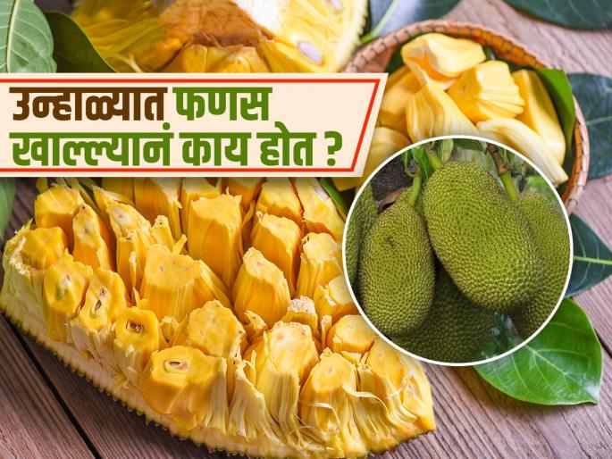 Should we eat jackfruit in summer or not? | उन्हाळ्यात फणस खावं की नाही? फणसाचे गरे-पोटाला बरे की? अभ्यास म्हणतो, फणस खाणारच असाल तर..