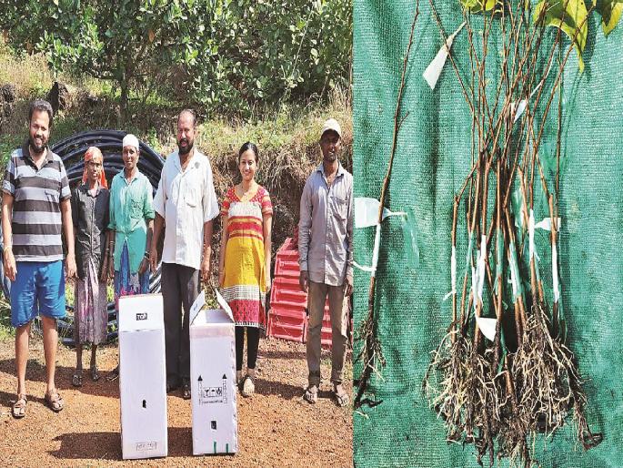 Konkan Sitafal seedlings followed by Fanas abroad | फणसापाठोपाठ कोकणातील सीताफळाची रोपे परदेशात Konkan Sitafal seedlings followed by Fanas abroad | फणसापाठोपाठ कोकणातील सीताफळाची रोपे परदेशात