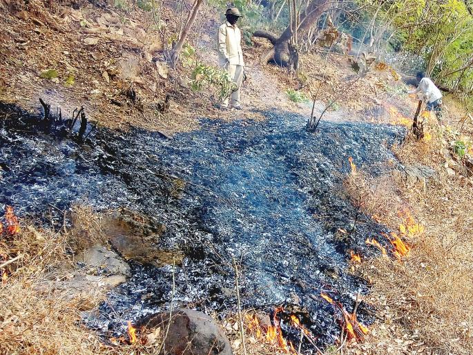 Speed up the mesh line | फणसाडमध्ये जाळ रेषा काढण्याच्या कामाला वेग Speed up the mesh line | फणसाडमध्ये जाळ रेषा काढण्याच्या कामाला वेग