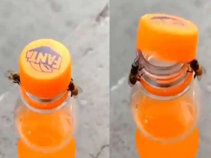 Two Bees Work Together To Open A Bottle In Jaw Dropping Clip | अफलातून! दोन मधमाशांनी उघडलं बाटलीचं झाकण; एकीचं बळ दाखवणारा भन्नाट VIDEO Two Bees Work Together To Open A Bottle In Jaw Dropping Clip | अफलातून! दोन मधमाशांनी उघडलं बाटलीचं झाकण; एकीचं बळ दाखवणारा भन्नाट VIDEO