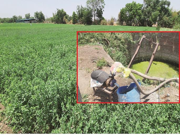 Hundreds of acres of orchards, sugarcane and grass for cattle on drainage waters in Chhatrapati Sambhajinagar | दुरूनच दुर्गंधी येणाऱ्या ड्रेनेजच्या पाण्यावर शेकडो एकरवर फळबाग, ऊस आणि गुरांसाठी गवत Hundreds of acres of orchards, sugarcane and grass for cattle on drainage waters in Chhatrapati Sambhajinagar | दुरूनच दुर्गंधी येणाऱ्या ड्रेनेजच्या पाण्यावर शेकडो एकरवर फळबाग, ऊस आणि गुरांसाठी गवत