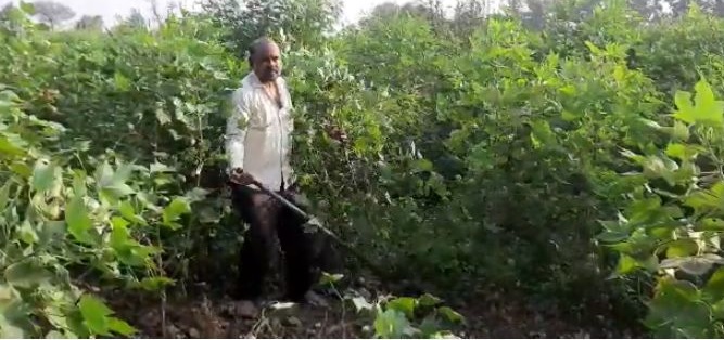 In Yavatmal district, another farmer uprooted crop | यवतमाळ जिल्ह्यात आणखी एका शेतकऱ्याने उपटून फेकली पऱ्हाटी