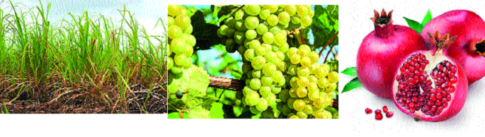  Receipt of disaster for district bank finance | जिल्हा बँकेच्या अर्थचक्रास आपत्तीचे ग्रहण-५८४ कोटी रुपये पीककर्ज थकीत