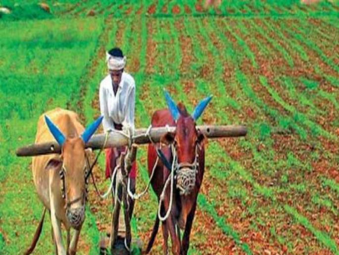 Mountain of difficulty in paying farmers card holders Speed in the supply department | शेतकरी कार्डधारकांना पैसे देण्यात अडचणींचा डोंगर; पुरवठा विभागात गती Mountain of difficulty in paying farmers card holders Speed in the supply department | शेतकरी कार्डधारकांना पैसे देण्यात अडचणींचा डोंगर; पुरवठा विभागात गती