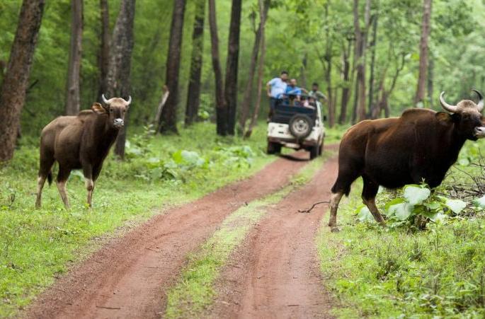 Forest tourism continues, but response is low | वन पर्यटन सुरू, मात्र प्रतिसाद कमीच Forest tourism continues, but response is low | वन पर्यटन सुरू, मात्र प्रतिसाद कमीच