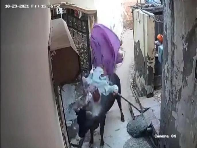 90-year-old woman died in bul attack in faridabad | बैलाने जोराची टक्कर मारुन 90 वर्षीय महिलेला हवेत उडवले, उपचारादरम्यान मृत्यू