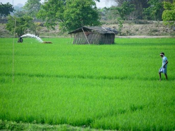 Farmers fear food poisoning and farmers are afraid of diseases | कृषी खाते बेफिकीर तर शेतकऱ्यांना रोगांची भीती Farmers fear food poisoning and farmers are afraid of diseases | कृषी खाते बेफिकीर तर शेतकऱ्यांना रोगांची भीती