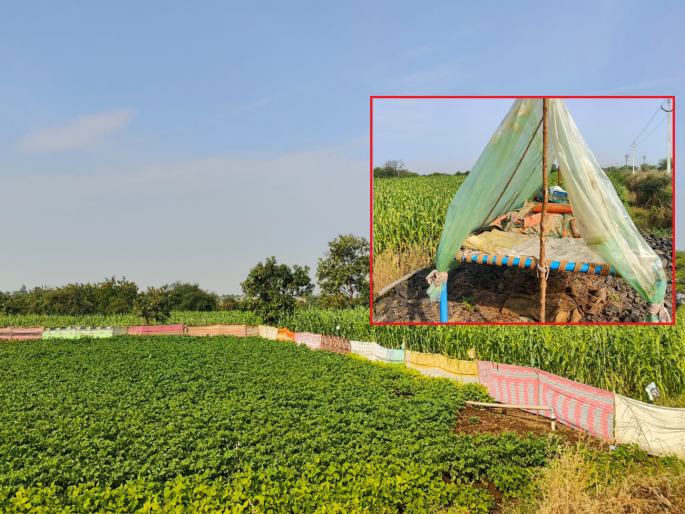Farmers' funda! colorful sarees fences and ridges to protect crops | शेतकऱ्यांचा फंडा! पिकांच्या रक्षणासाठी रंगीबेरंगी साड्यांचे कुंपण अन् उंचवट्यावर मळा Farmers' funda! colorful sarees fences and ridges to protect crops | शेतकऱ्यांचा फंडा! पिकांच्या रक्षणासाठी रंगीबेरंगी साड्यांचे कुंपण अन् उंचवट्यावर मळा