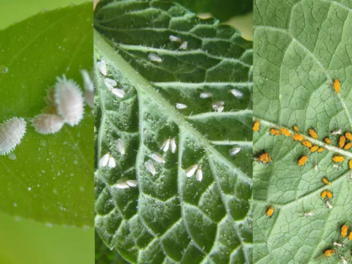 Farmers pay attention, get free medicines from the government to control crop pests | शेतकऱ्यांनो इकडे लक्ष द्या, पिकावंरील कीड नियंत्रणासाठी शासनाकडून मिळवा मोफत औषधे Farmers pay attention, get free medicines from the government to control crop pests | शेतकऱ्यांनो इकडे लक्ष द्या, पिकावंरील कीड नियंत्रणासाठी शासनाकडून मिळवा मोफत औषधे