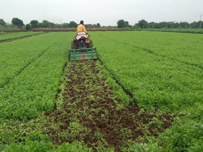 Only 50 paise per bunch; A farmer turned a rotavator in an acre of coriander | पेंढीला केवळ ५० पैसे दर; एकरभर कोथिंबिरीत शेतकऱ्याने फिरवला रोटाव्हेटर Only 50 paise per bunch; A farmer turned a rotavator in an acre of coriander | पेंढीला केवळ ५० पैसे दर; एकरभर कोथिंबिरीत शेतकऱ्याने फिरवला रोटाव्हेटर