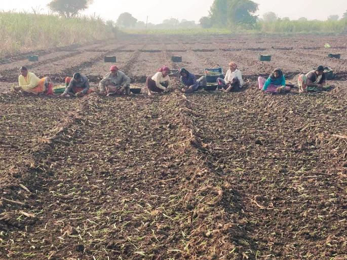 Why is ethanol one justice and onion another? Farmers demand to remove export ban | इथेनॉलला एक अन् कांद्याला दुसरा न्याय का? निर्यातबंदी हटविण्याची शेतकऱ्यांची मागणी
