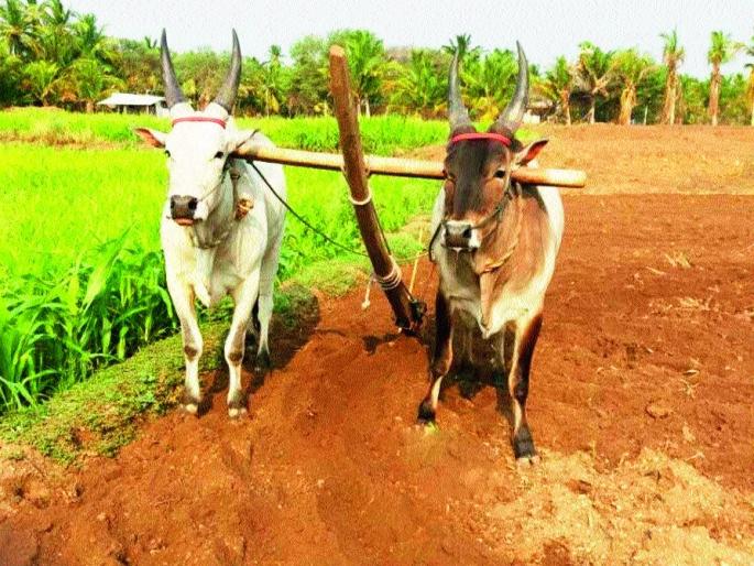 There are no shopping malls ... So what is 'guarantee price'? | खरेदी केंद्रेच नाहीत... मग ‘हमीभाव’ कुठला? : हमीभावापासून शेतकरी वंचित There are no shopping malls ... So what is 'guarantee price'? | खरेदी केंद्रेच नाहीत... मग ‘हमीभाव’ कुठला? : हमीभावापासून शेतकरी वंचित