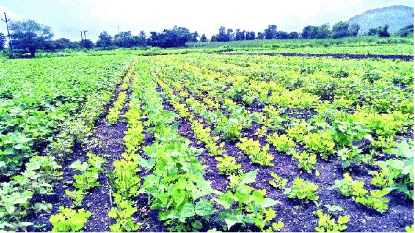 Soya bean farmers' crisis! Patan area status | ‘सोयाबीन’च्या शेतकऱ्यावर संकट ! पाटण भागातील स्थिती Soya bean farmers' crisis! Patan area status | ‘सोयाबीन’च्या शेतकऱ्यावर संकट ! पाटण भागातील स्थिती