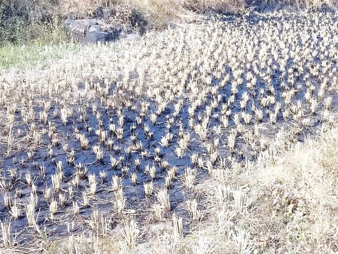 Disadvantaged farmers await justice | नुकसानग्रस्त शेतकरी न्यायाच्या प्रतीक्षेत Disadvantaged farmers await justice | नुकसानग्रस्त शेतकरी न्यायाच्या प्रतीक्षेत