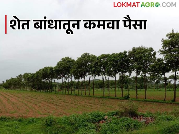 Vansheti : Plant these trees on the farm bund and you will get more income | Vansheti : वनशेतीमध्ये बांधावर लावा ही झाडे मिळेल अधिकचं उत्पन्न Vansheti : Plant these trees on the farm bund and you will get more income | Vansheti : वनशेतीमध्ये बांधावर लावा ही झाडे मिळेल अधिकचं उत्पन्न