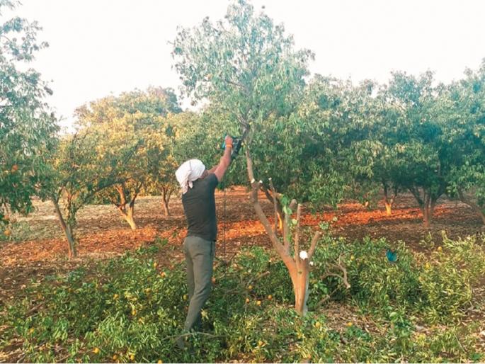 Drought! The farmer has cut 300 orange trees due to water scarity | दुष्काळदाह ! शेतकऱ्याने पाण्याअभावी ३०० मोसंबीच्या झाडांवर चालविली करवत