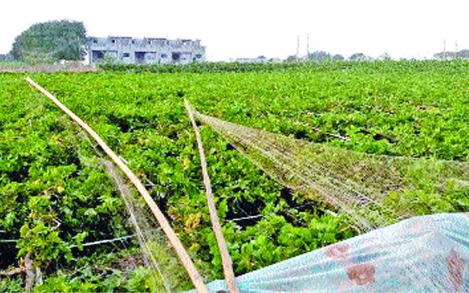 Damage to grapes in Mandala taluka; Vineyard, the garden's foundation breaks | माढा तालुक्यात वादळी वाºयाने द्राक्षबागेचे नुकसान; द्राक्षमाल, बागेचे फाउंडेशन तुटले Damage to grapes in Mandala taluka; Vineyard, the garden's foundation breaks | माढा तालुक्यात वादळी वाºयाने द्राक्षबागेचे नुकसान; द्राक्षमाल, बागेचे फाउंडेशन तुटले