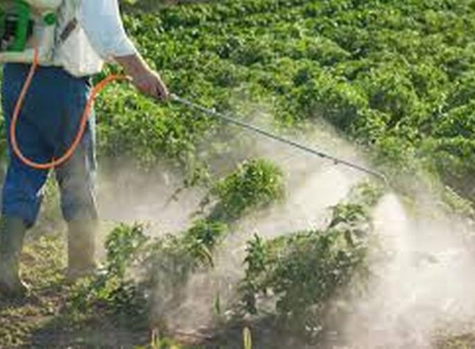 Health check up of farmers and farm laborers spraying pesticides | कीटकनाशकाची फवारणी करणाऱ्या शेतकरी व शेतमजुरांची आरोग्य तपासणी Health check up of farmers and farm laborers spraying pesticides | कीटकनाशकाची फवारणी करणाऱ्या शेतकरी व शेतमजुरांची आरोग्य तपासणी