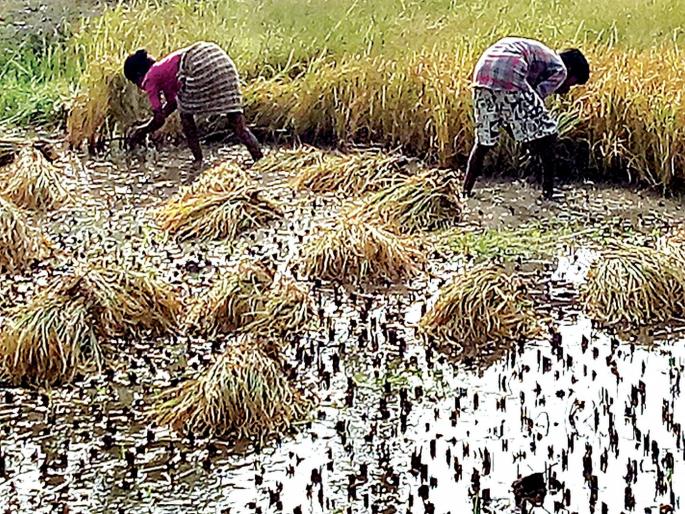 'Famine' even in the midst of crisis; Salt on peasant wounds | संकटग्रस्तांच्या मदतीतही ‘दुष्काळ’; शेतकऱ्यांच्या जखमेवर मीठ 'Famine' even in the midst of crisis; Salt on peasant wounds | संकटग्रस्तांच्या मदतीतही ‘दुष्काळ’; शेतकऱ्यांच्या जखमेवर मीठ