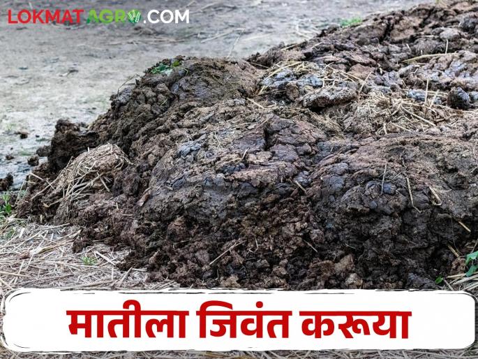 This fertilizer, which yields by volume, will keep your soil alive | खंडीचा हिशेब लावून खंडीने उत्पन्न देणारे हे खत करेल तुमची माती जिवंत This fertilizer, which yields by volume, will keep your soil alive | खंडीचा हिशेब लावून खंडीने उत्पन्न देणारे हे खत करेल तुमची माती जिवंत