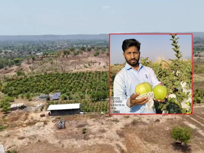 The young man left the competitive exam and planted an orchard in waste land; Demand from abroad, profit of lakhs | स्पर्धा परीक्षा सोडून तरुणाने माळरानात फुलविली फळबाग; देशविदेशातून मागणी, लाखोंचा नफा The young man left the competitive exam and planted an orchard in waste land; Demand from abroad, profit of lakhs | स्पर्धा परीक्षा सोडून तरुणाने माळरानात फुलविली फळबाग; देशविदेशातून मागणी, लाखोंचा नफा