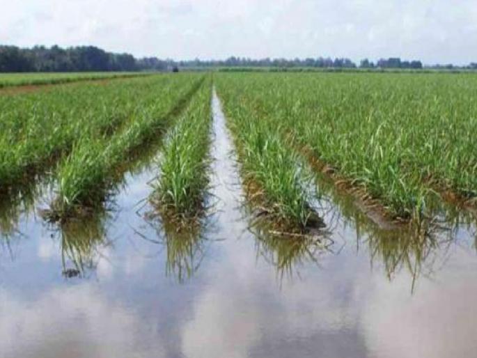 Compensation for the last flood of two thousand farmers in Kolhapur district is stuck, leaving the administration with Rs 1 crore | कोल्हापूर जिल्ह्यातील दोन हजार शेतकऱ्यांची गेल्या महापुरातील भरपाई अडकली, प्रशासनाकडे पैसे पडून Compensation for the last flood of two thousand farmers in Kolhapur district is stuck, leaving the administration with Rs 1 crore | कोल्हापूर जिल्ह्यातील दोन हजार शेतकऱ्यांची गेल्या महापुरातील भरपाई अडकली, प्रशासनाकडे पैसे पडून