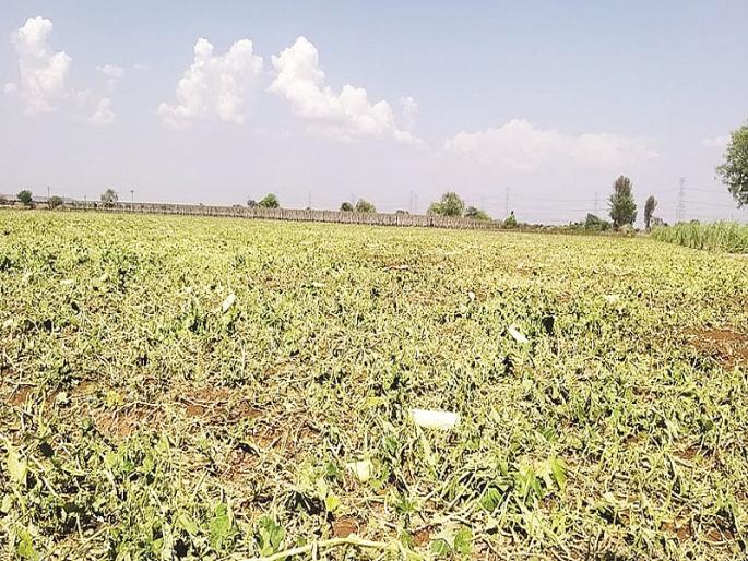 Untimely crisis on farmers : Clean citrus, grape, papaya, banana orchards with mangoes farmlands destroys | अवकाळी संकट : आंब्यांसह मोसंबी, द्राक्ष, पपई, केळी फळबागा साफ Untimely crisis on farmers : Clean citrus, grape, papaya, banana orchards with mangoes farmlands destroys | अवकाळी संकट : आंब्यांसह मोसंबी, द्राक्ष, पपई, केळी फळबागा साफ
