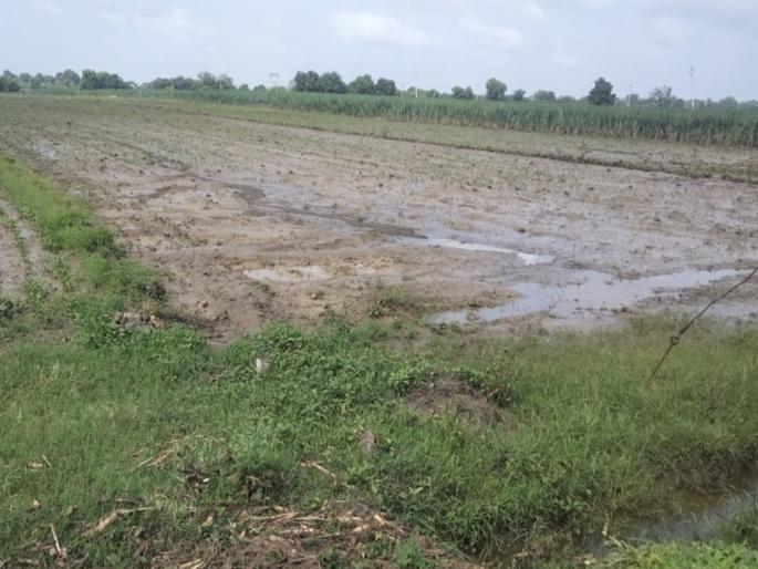 15 acres of soybeans were washed away by rainwater | होत्याचे नव्हते झाले, पावसाच्या पाण्यात १५ एकर सोयाबीन गेले वाहून 15 acres of soybeans were washed away by rainwater | होत्याचे नव्हते झाले, पावसाच्या पाण्यात १५ एकर सोयाबीन गेले वाहून