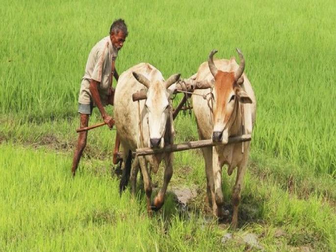 Agriculture Social Service Fortnight for Backward Class Farmers by Agriculture Department | कृषी विभागातर्फे मागासवर्गीय शेतकऱ्यांसाठी कृषी सामाजिक सेवा पंधरवडा Agriculture Social Service Fortnight for Backward Class Farmers by Agriculture Department | कृषी विभागातर्फे मागासवर्गीय शेतकऱ्यांसाठी कृषी सामाजिक सेवा पंधरवडा
