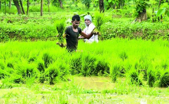 In Nagpur district, 89 per cent of the sowing of kharipa was sown | नागपूर जिल्ह्यात खरिपाच्या ८९ टक्के पेरण्या आटोपल्या In Nagpur district, 89 per cent of the sowing of kharipa was sown | नागपूर जिल्ह्यात खरिपाच्या ८९ टक्के पेरण्या आटोपल्या